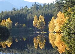Reflections on the tranquil Forestry Lochan, Glencoe
